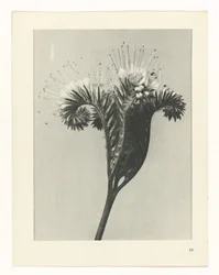 Plant Study (Urformen der Kunst series)