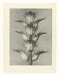 Plant Study (Urformen der Kunst series)