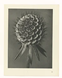 Plant Study (Urformen der Kunst series)