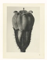 Plant Study (Urformen der Kunst series)