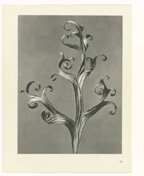 Plant Study (Urformen der Kunst series)