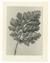 Plant Study (Urformen der Kunst series)