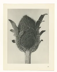 Plant Study (Urformen der Kunst series)