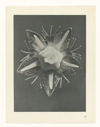 Plant Study (series title: Urformen der Kunst)