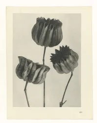 Plant Study (series title: Urformen der Kunst)