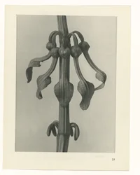 Plant Study (series title: Urformen der Kunst)
