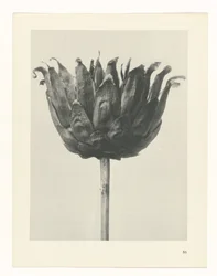 Plant Study (series title: Urformen der Kunst)