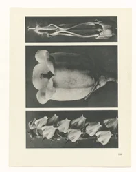 Plant Study (series title: Urformen der Kunst)