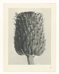 Plant Study (series title: Urformen der Kunst)