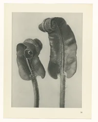 Plant Study (series title: Urformen der Kunst)