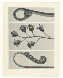 Plant Study (series title: Urformen der Kunst)