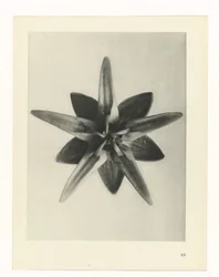 Plant Study (series title: Urformen der Kunst)