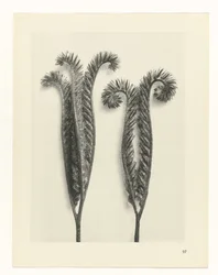 Plant Study (series title: Urformen der Kunst)