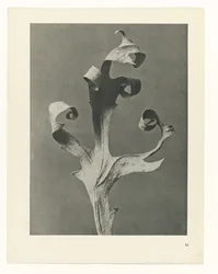 Plant Study (series title: Urformen der Kunst)