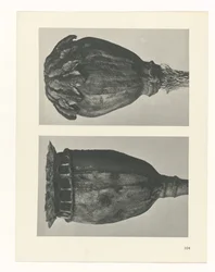 Plant Study (series title: Urformen der Kunst)