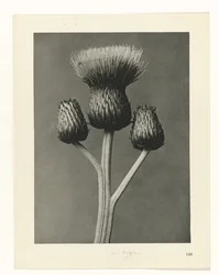 Plant Study (series title: Urformen der Kunst)