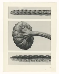 Plant Study (series title: Urformen der Kunst)