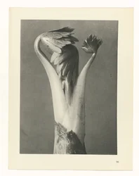 Plant Study (series title: Urformen der Kunst)