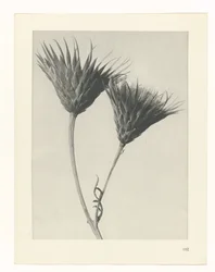 Plant Study (series title)