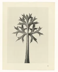 Plant Study (series title)