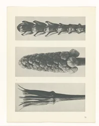 Plant Study (series title)