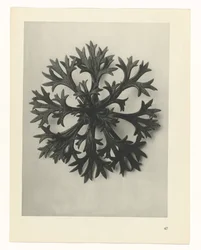 Plant Study (Urformen der Kunst series)