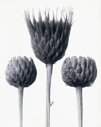 Serratula Nudicaulis (Bare-stemmed Common Sawwort)