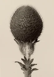 Thorned Bulbous Plant