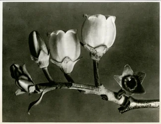 Vaccinium Corymbosum