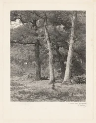 A Forest Clearing
