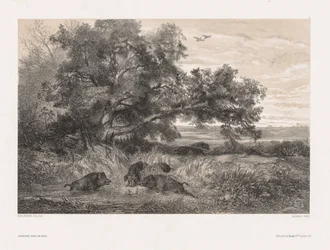 Animals and Landscape after Nature: Wild Boar in a Pond