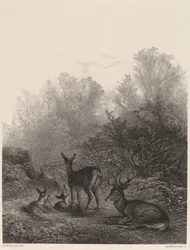 Resting Deer