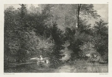 Ducks
