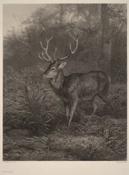 Ten-point stag