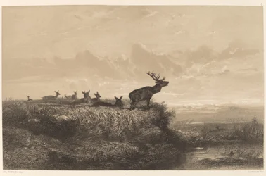 The Morning. Deer and Does