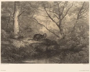 Wild Boar Piglets
