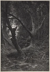 Two Bears in Forest