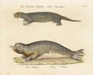 Brazilian River Otter and Harbor Seal