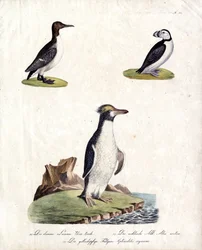 Common Guillemot, Arctic Auk and Crested Penguin