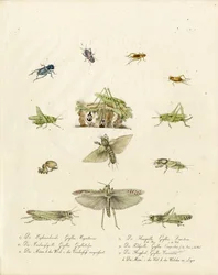 Crickets and Grasshoppers