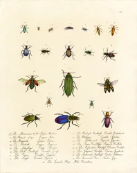 Diversity of Tiger Beetles and Other Beetle Species