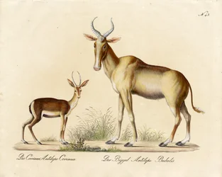 Dorcas Gazelle and Nilgai