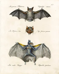 European Bat Species