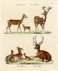 European Deer Species