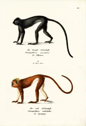Hanuman Langur