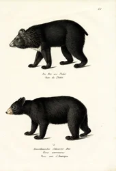 Himalayan Black Bear, 1824