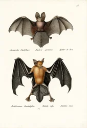 Hollow-Faced Bat, 1824
