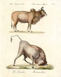 Indian Zebu and Aurochs