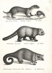 Least weasel, red panda, and bearcat. Lithograph from Heinrich Rudolf Schinz