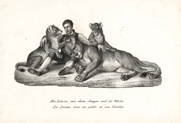 Lioness and cubs with trainer (Lithograph by Karl Joseph Brodtmann from Heinrich Rudolf Schinz
